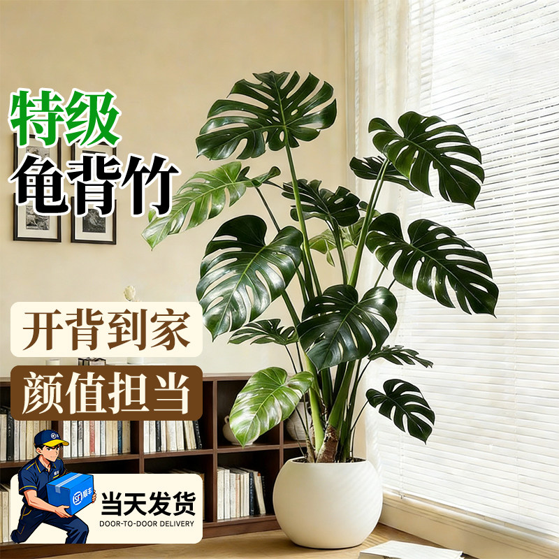 龟背竹客厅绿植室内大型盆栽高级感大叶老桩落地植物盆景四季好养,鲜花速递/花卉仿真/绿植园艺,大型绿植/成品组合盆栽,淘宝优惠券,粉丝福利购,淘宝优惠卷