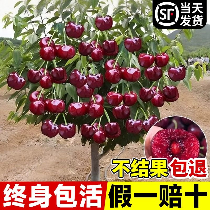 正宗车厘子树苗大樱桃树苗果树果苗嫁接矮化盆栽水果树南方北种植,鲜花速递/花卉仿真/绿植园艺,果树,淘宝优惠券,粉丝福利购,淘宝优惠卷
