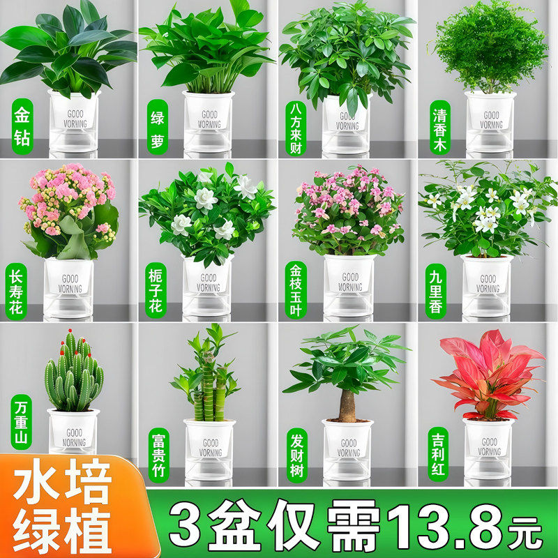 发财树绿萝盆栽室内客厅花卉办公室桌面小绿植幼儿园教室水培植物