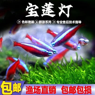大号宝莲灯群游小鱼热带观赏鱼灯科红绿灯淡水鱼好养活鱼缸