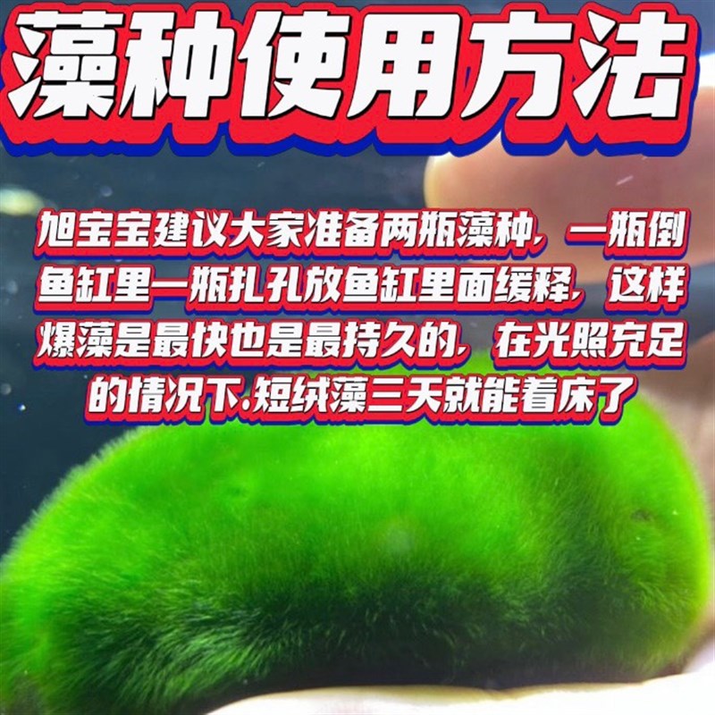 短绒藻长绒藻绿藻种n藻石藻球绿藻苏虾藻鱼缸绿藻绿苔种清水绿苔
