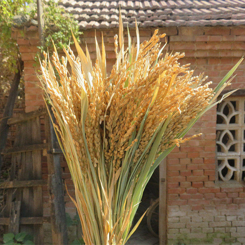 天然真稻子稻谷干花麦穗水稻农作物布景丰收节拍摄影道具稻穗装饰