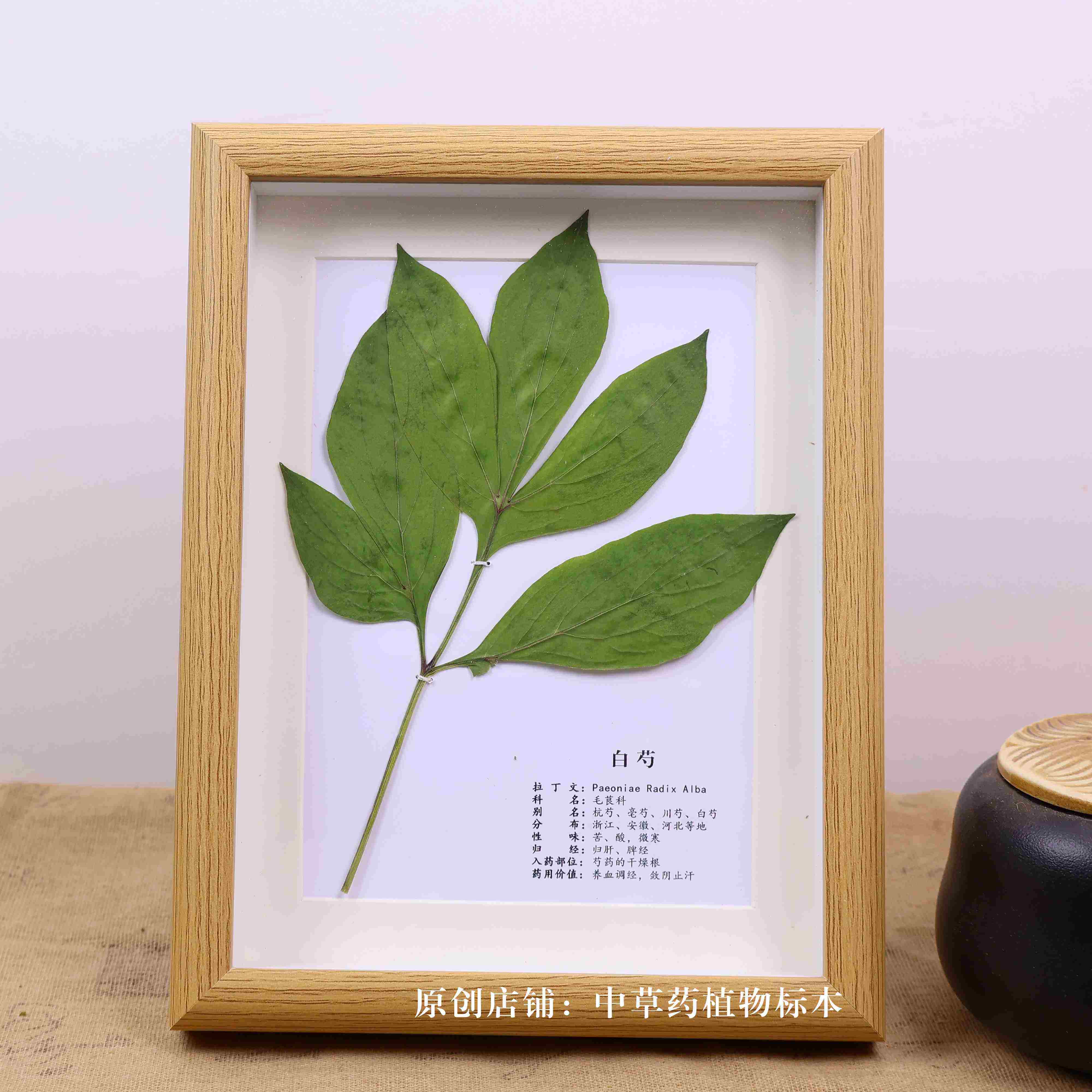 中药材植物腊叶标本中草