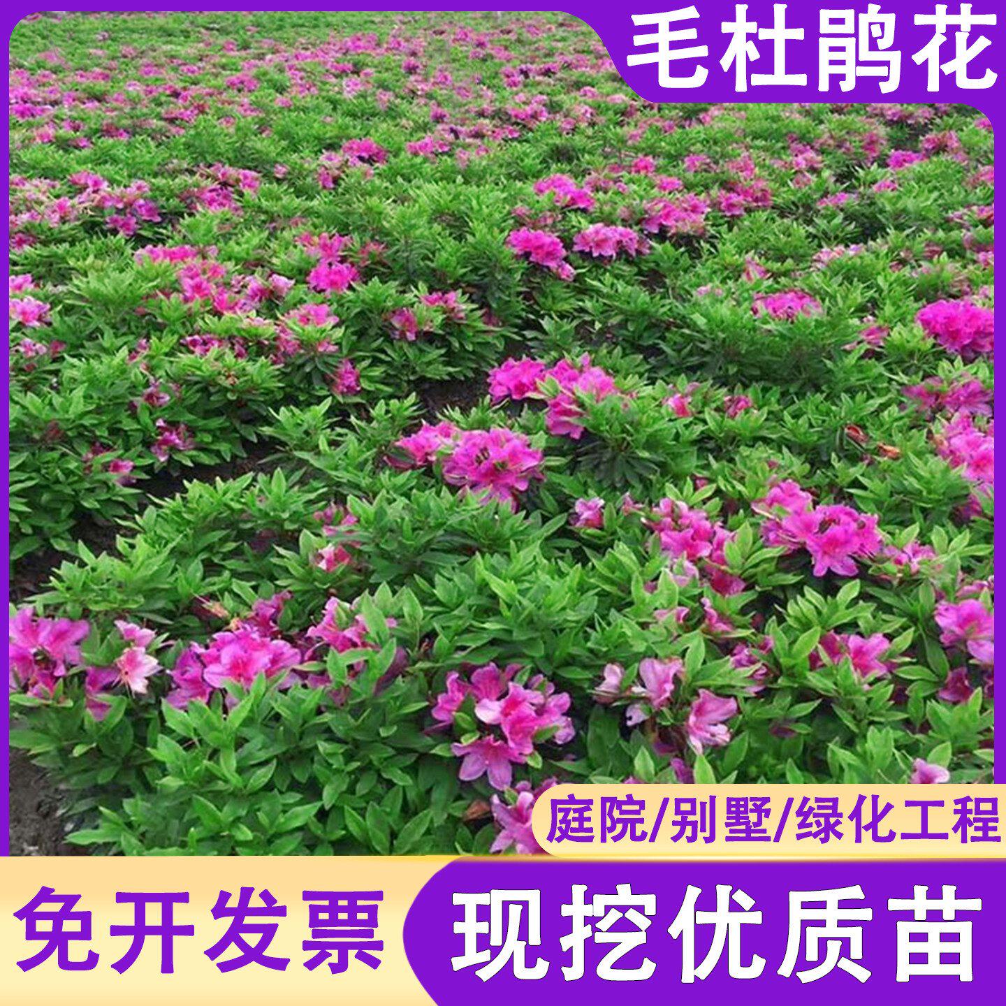 毛杜鹃夏娟精品映山红毛娟花苗工程苗木别墅庭院绿植盆栽花卉