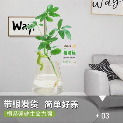 水培鸭脚木盆栽室内外绿植八方来财办公室桌面好养鸭掌木水养花卉