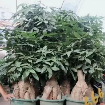 老桩发财树提根发财树粗桩发财树招财树摇钱树金钱树客厅办公绿植