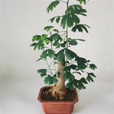 银杏树盆景盆栽室内好养办公桌绿植矮霸造型小品观叶植物花卉绿植
