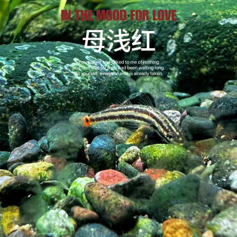 浅红枝桠虾虎裕红枝桠虾虎橘红枝桠虾虎三红小型鱼淡水鱼观赏鱼