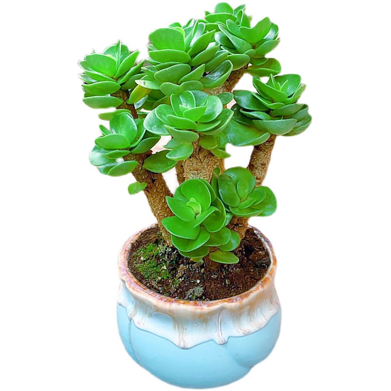 金钱木多肉植物室内吸甲醛老桩绿植办公桌电脑花草好养易活盆栽苗