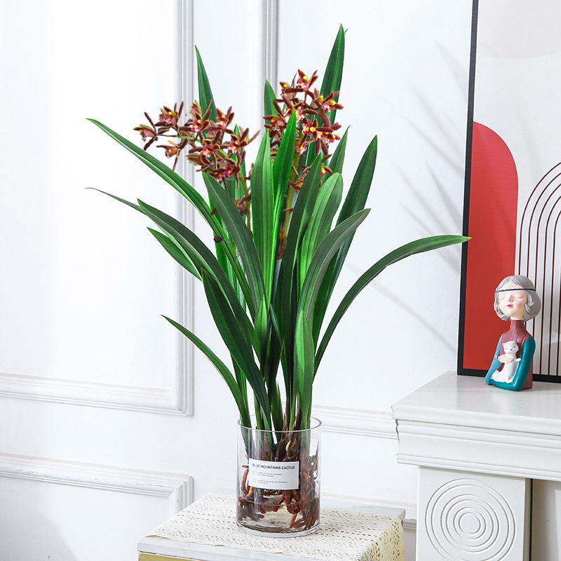 水培植物兰花墨兰企黑墨兰盆栽室内客厅好养文心兰蝴蝶兰耐寒绿植