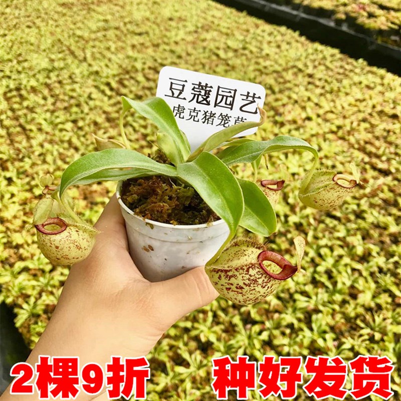 虎克猪笼草 食虫植物 食虫草 吃虫子 捕虫草 桌面绿植盆栽 包邮