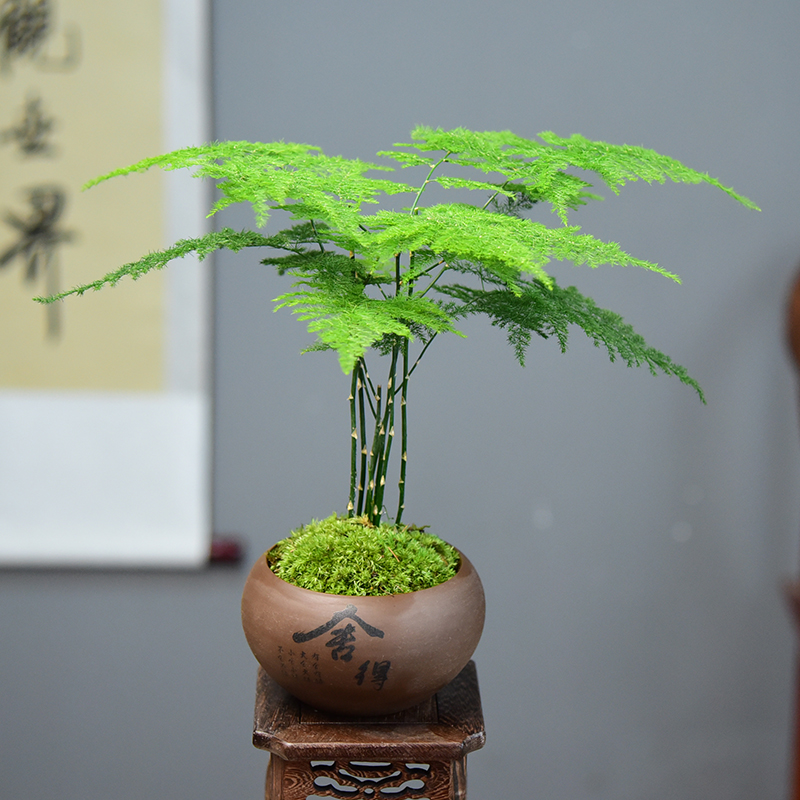 文竹盆栽植物室内客厅中式禅意盆景好养绿植办公室摆件创意花卉