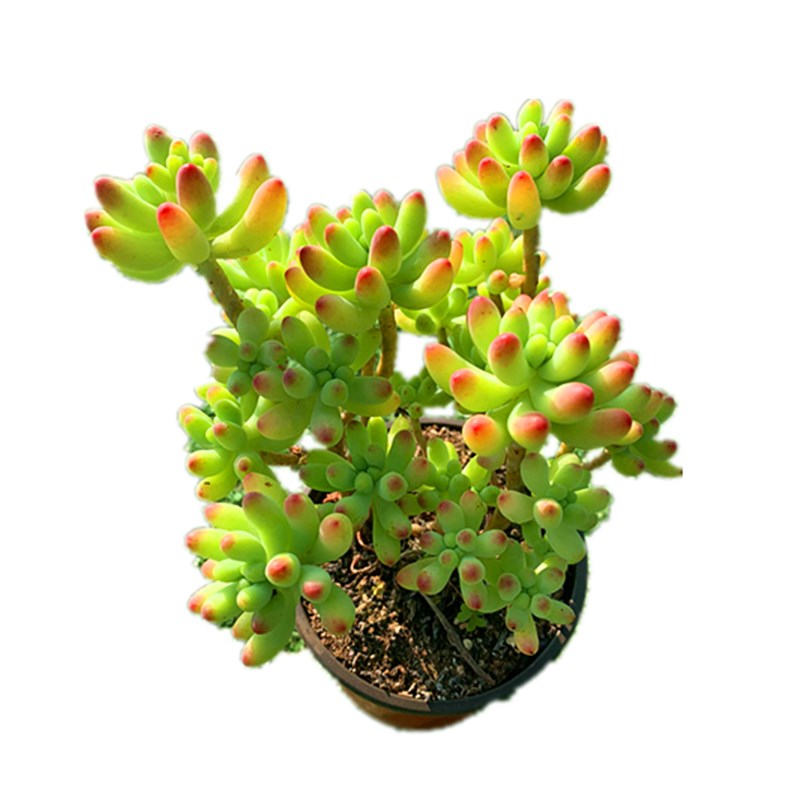 果冻乙女心 新手好养多肉植物老桩群生组合大棵清棚木质化老桩