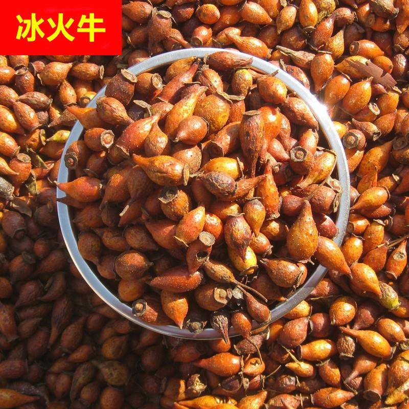 新晒金樱子干新货刺果刺梨金英子500g包邮泡酒煲汤广东梅州