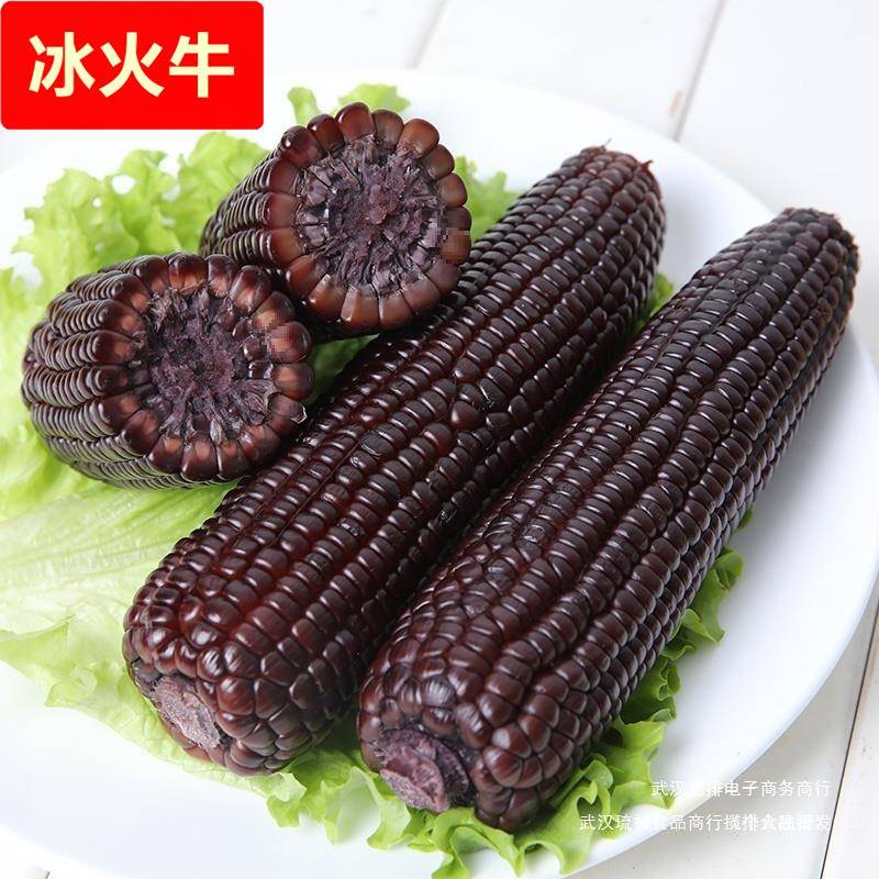 10支东北黑玉米糯玉米真空装包粘甜糯玉米新鲜现摘鲜食玉米苞米