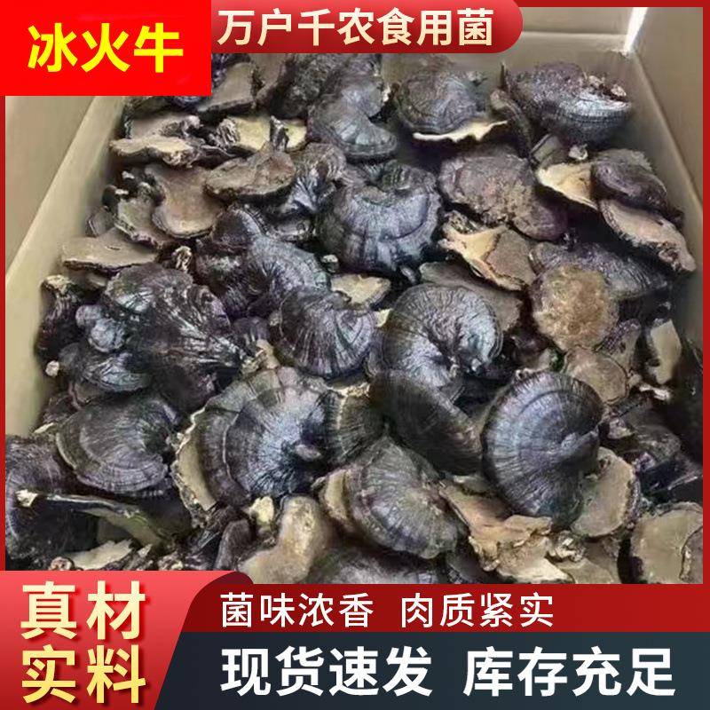 黑灵芝山东可切片打粉整朵煲汤酒店送礼干货现货