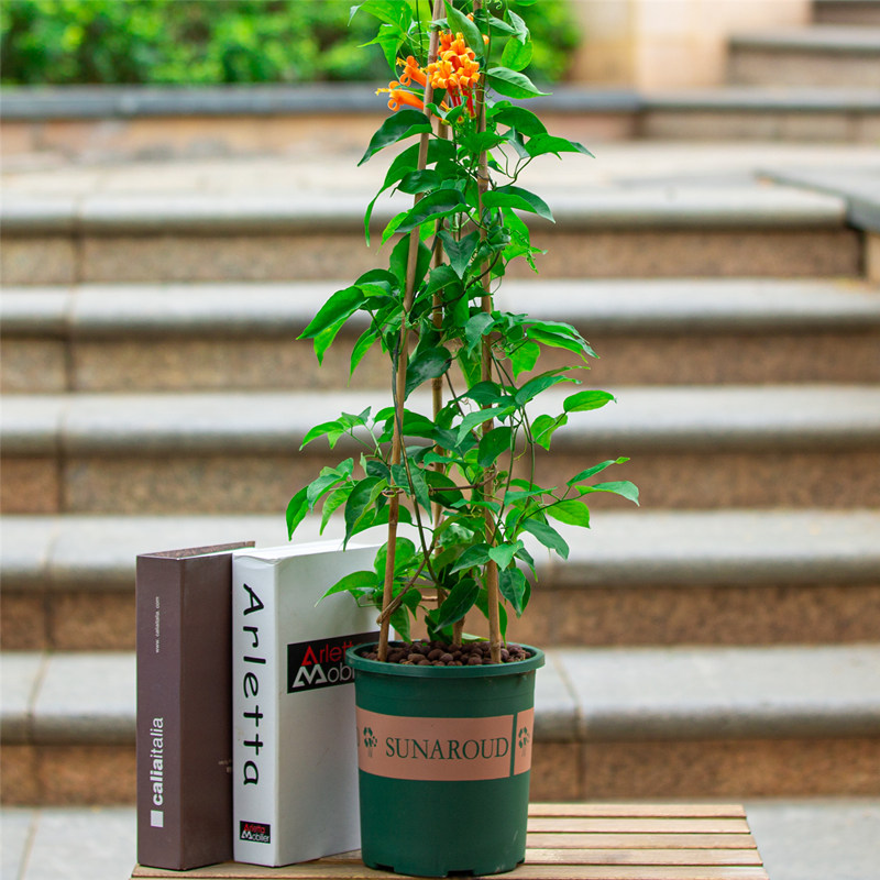 炮仗花盆栽四季常青庭院阳台爬藤开花植物爬墙攀爬花卉老桩带花苞