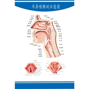 喉部解剖示意图医院耳鼻喉解剖图人体穴位图中医养生保健海报墙贴