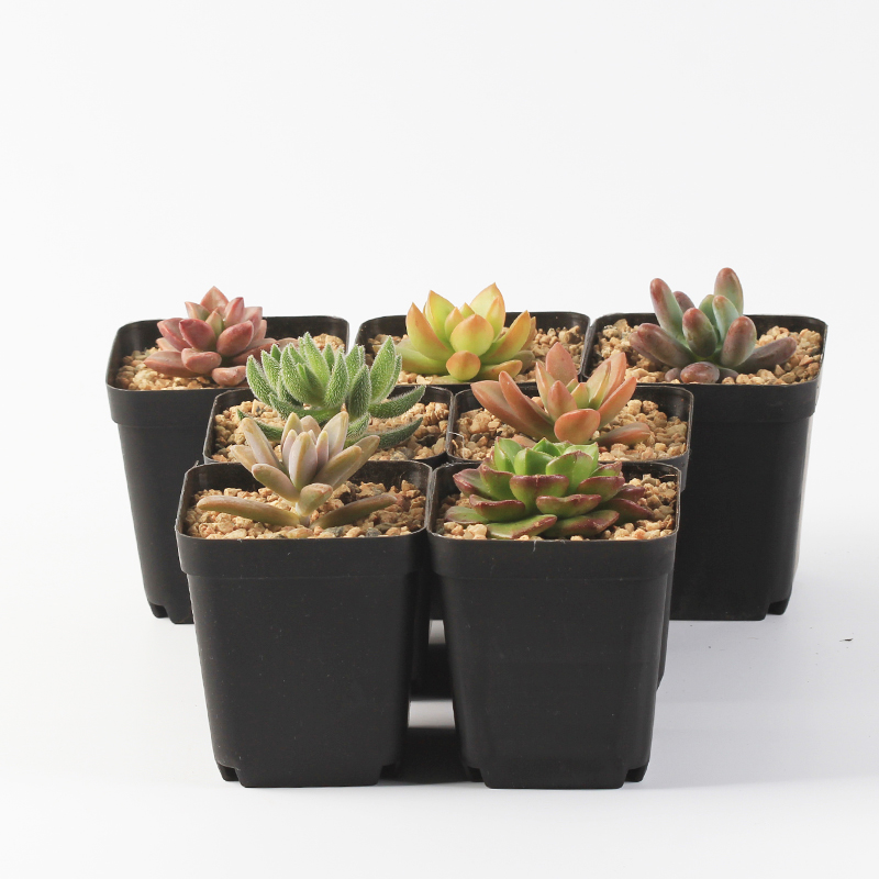 多肉植物新手套餐多肉组合办公室盆栽绿植盆栽花卉含多肉花盆包邮