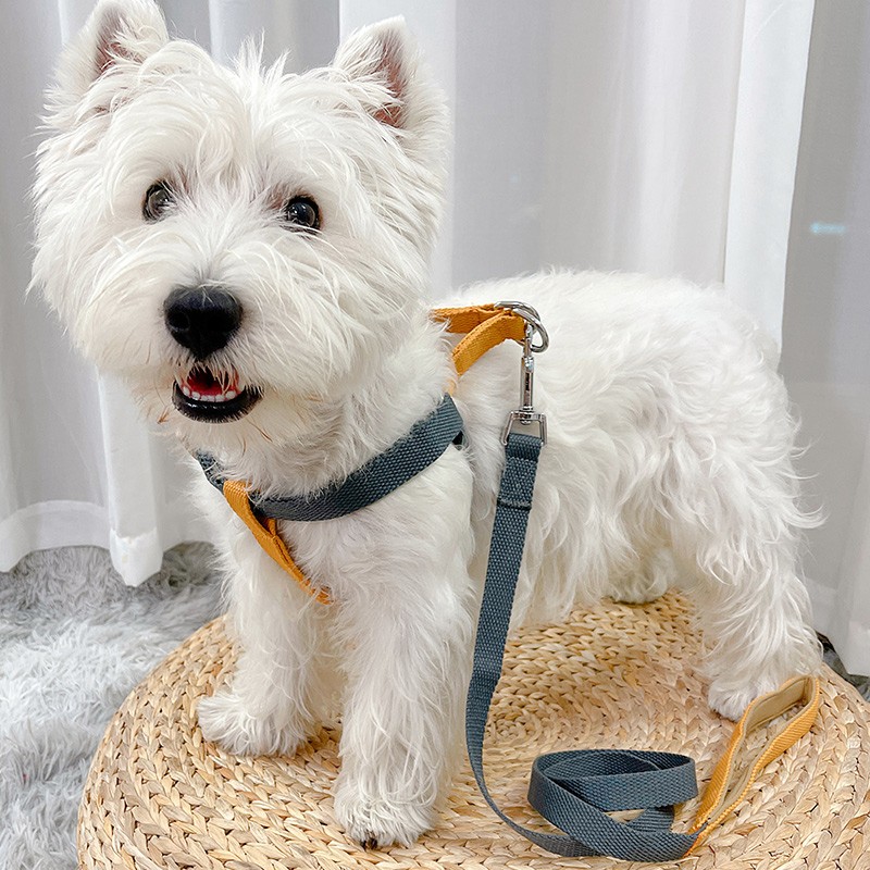 狗狗牵引绳狗绳宠物用品遛狗绳胸背带防挣脱泰迪绳子猫咪背带牵引