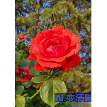 第三名57552手机图片手机壁纸自己截图电脑壁纸