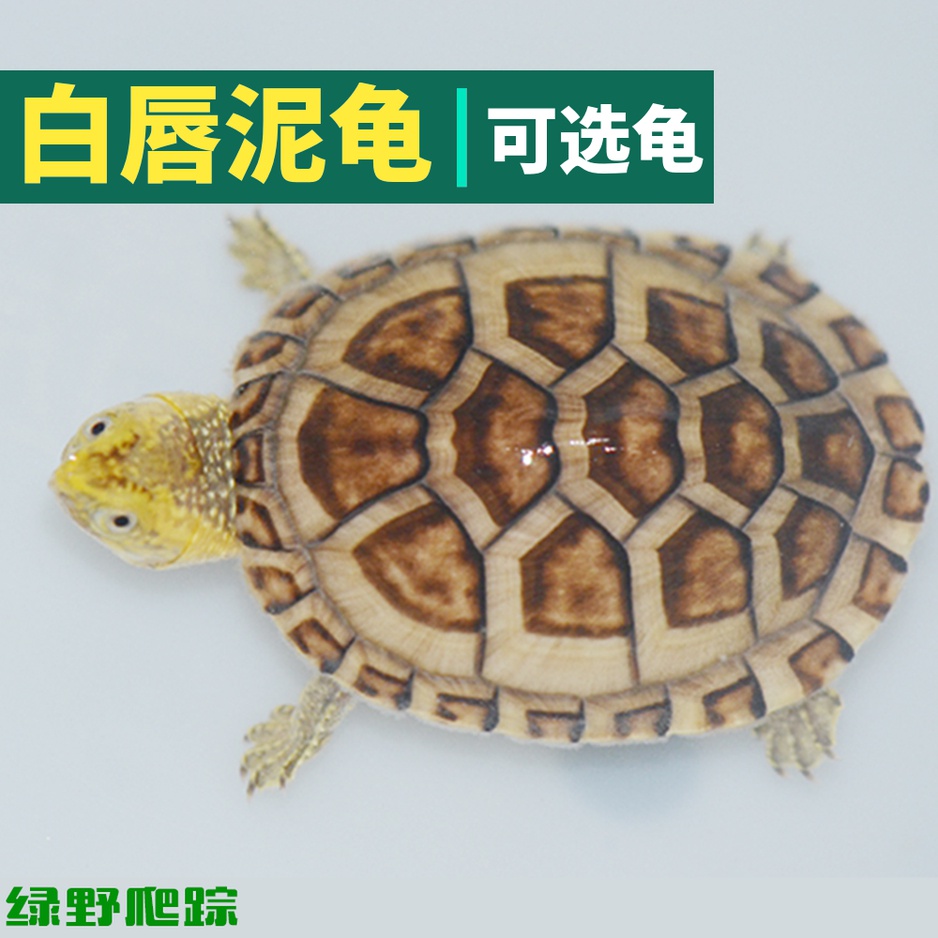 白唇泥龟 蛋龟 活体龟北部南部宠物龟乌龟 深水W龟 斑纹泥龟