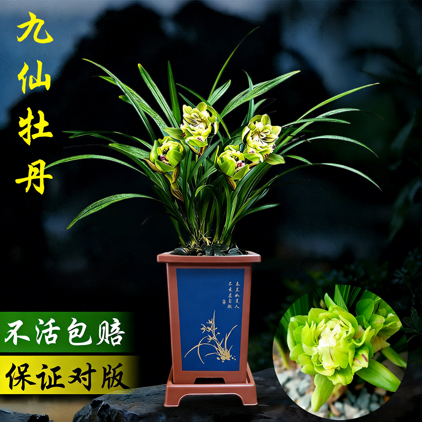 春兰九仙牡丹兰花盆栽冬带花苞