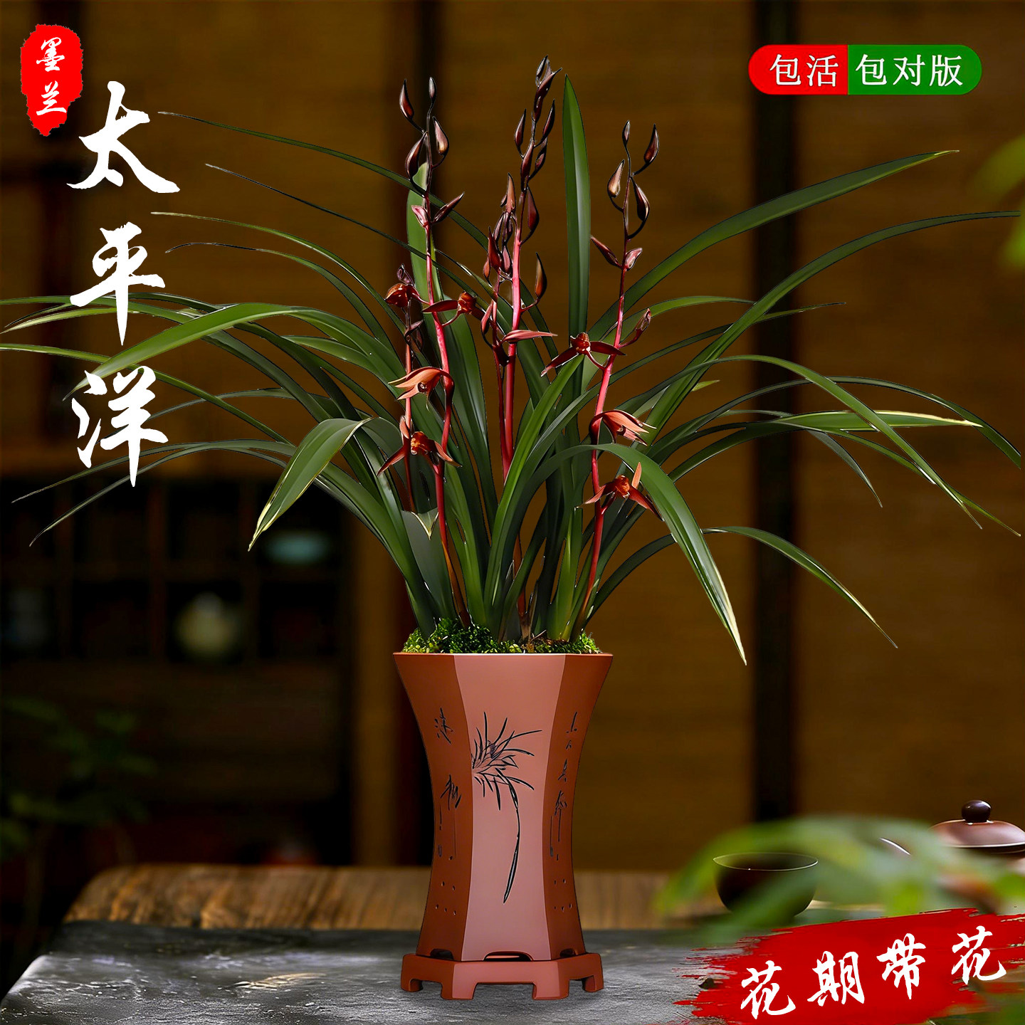 金边墨兰太平洋兰花盆栽现带花苞