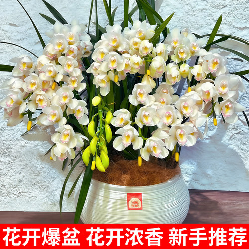 大花蕙兰白玉香兰兰花盆栽年宵花
