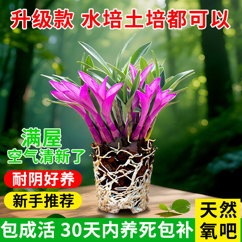 七彩香水石斛兰盆栽冬带花苞水培四季兰兰花苗净化空气绿植花卉