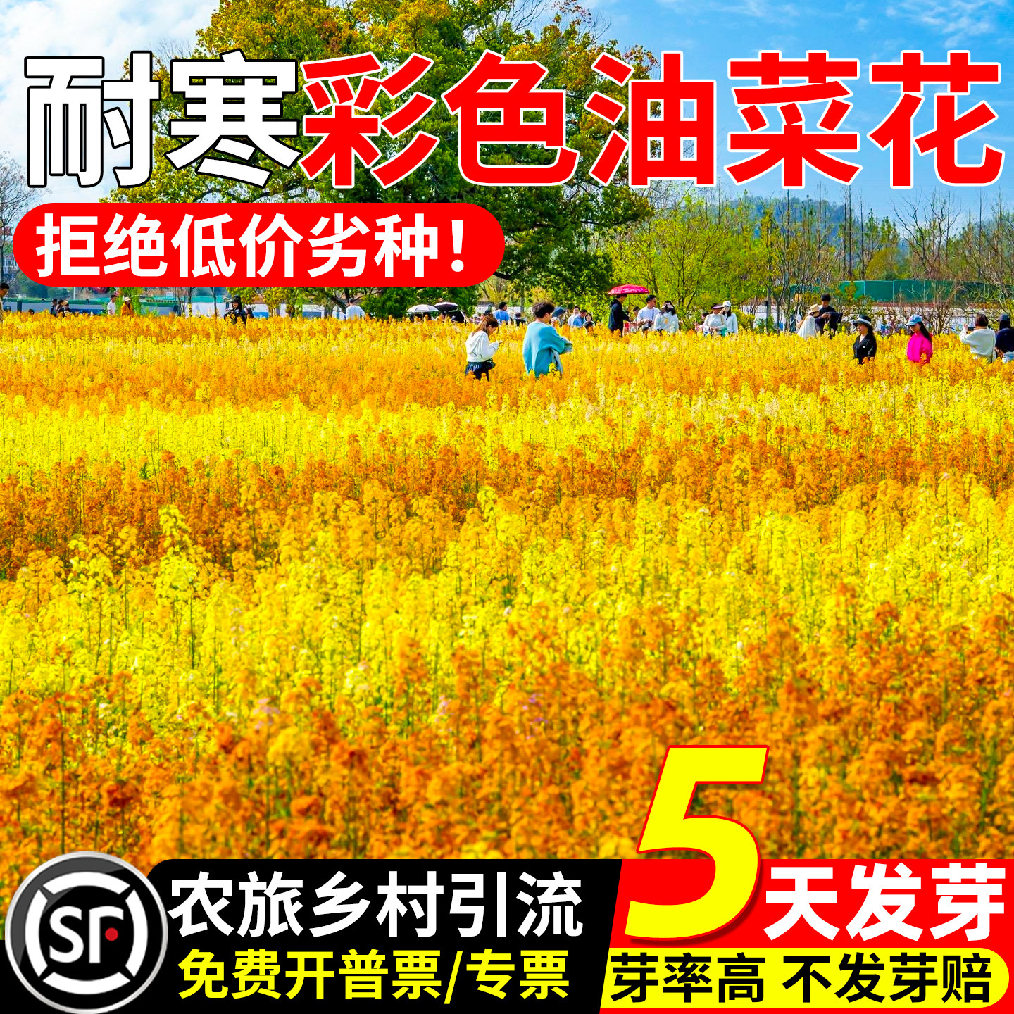 彩色油菜花种子高产观赏可榨油