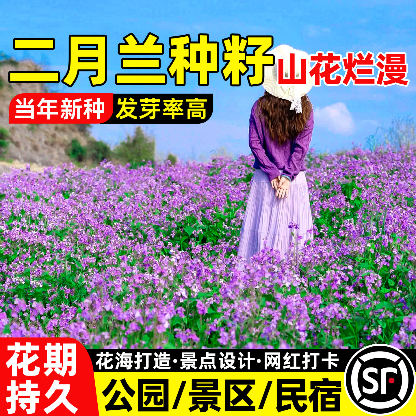 二月兰花籽公园景区民宿露营花海图片