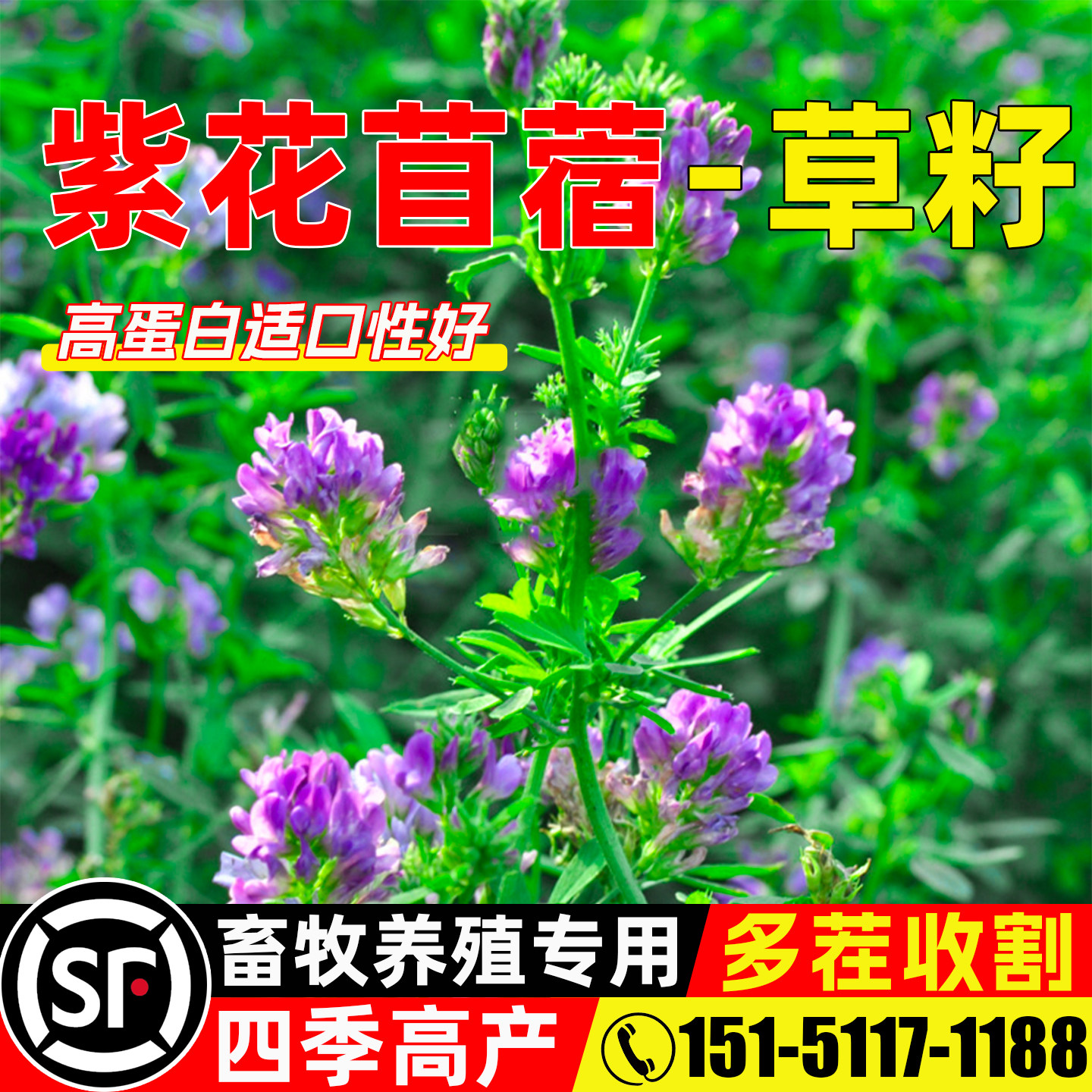 紫花苜蓿多茬收割四季高产多年生
