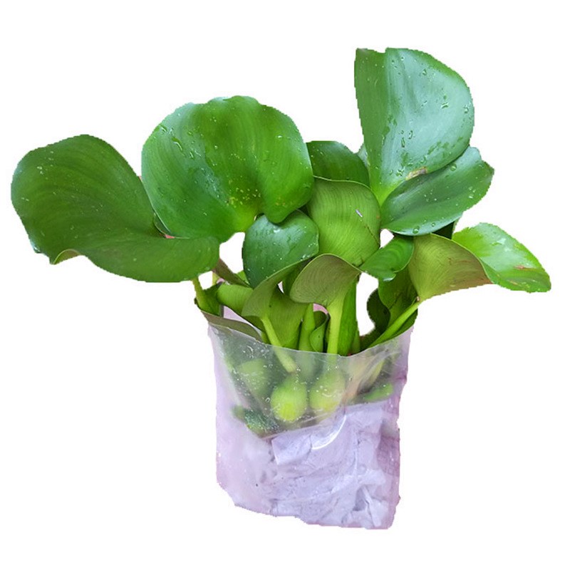 水葫芦苗水生浮萍水养植物池塘养鱼水芙蓉鱼缸水草净化水质凤眼莲