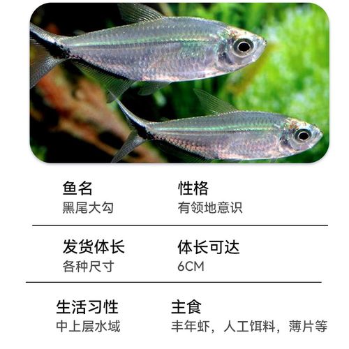 黑尾大勾群游鱼草缸热带观赏鱼淡水鱼黑尾灯科鱼红鼻剪刀红绿灯