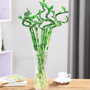 观音竹 富贵竹转运竹开运竹水培植物办公室桌面客厅盆栽去甲醛