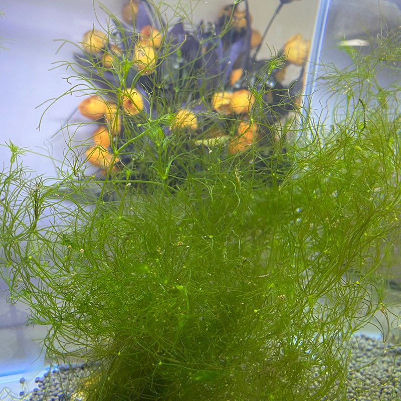 水草满天星鱼虾躲避卵巢鱼缸造景水族箱装饰好养耐活无根植物水草