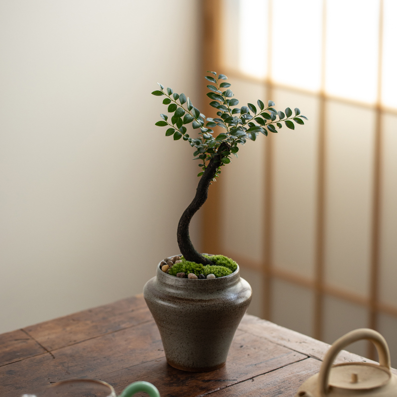 小叶紫檀盆栽室内新中式禅意盆景茶室书房桌面观叶黑骨茶绿植花卉