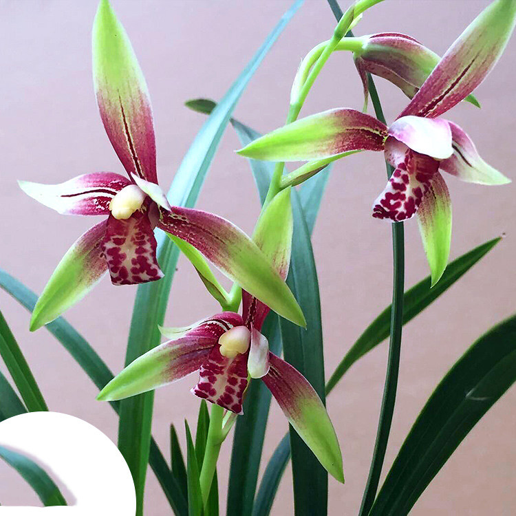 翁源兰花苗名贵小国魂逸虹双娇四季建兰浓香花卉盆栽绿植铭品色花