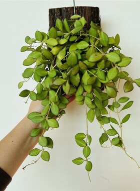 板植球兰小叶球兰板植树叶藤条墙挂垂吊植物电线外露遮丑耐阴植物