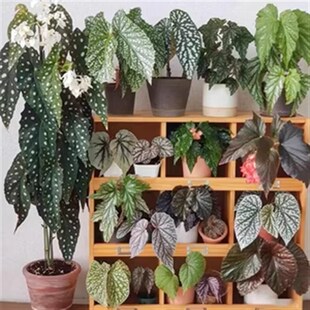 塞拉山王秋海棠竹节类阳台室外室内客厅桌面绿植盆栽观叶赏花植物