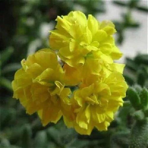 天竺葵盆栽洋绣球花卉苗大花重瓣驱蚊草室内庭院阳台观花植物四季