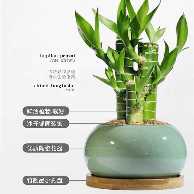 富贵竹绿植迷你盆栽室内办公室好养文昌植物四季常青节节高花卉