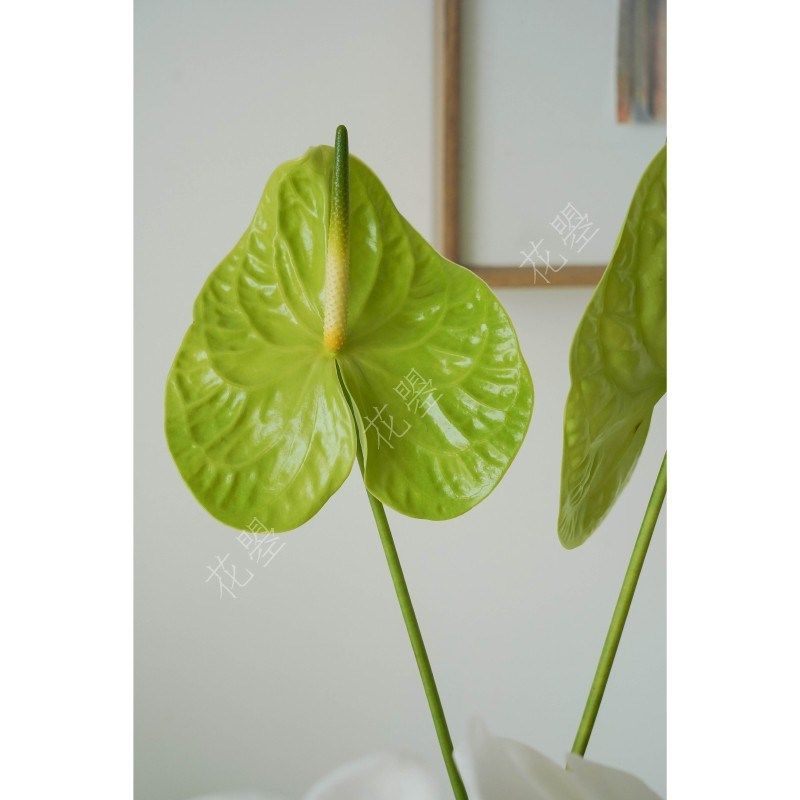 花曌 绿掌米多蕊白色蝴蝶兰鲜切花鲜花水养真花家居餐桌面瓶插花