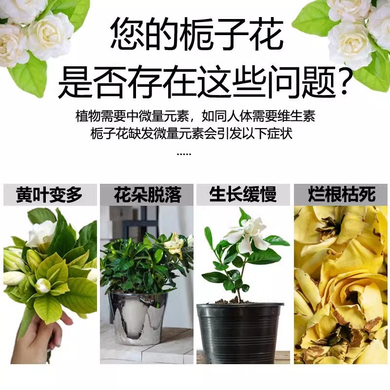 栀子花营养液防黄叶干尖焦边枯萎掉花苞黑斑枯叶病喜酸性植物肥料