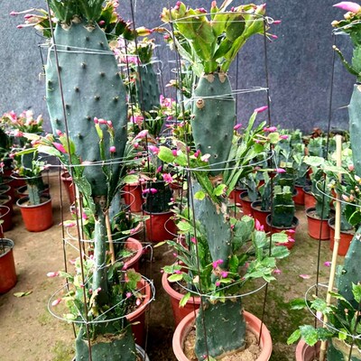 蟹爪兰嫁接盆栽带花苞双层三层仙人掌嫁接的好养新品多色花卉四季