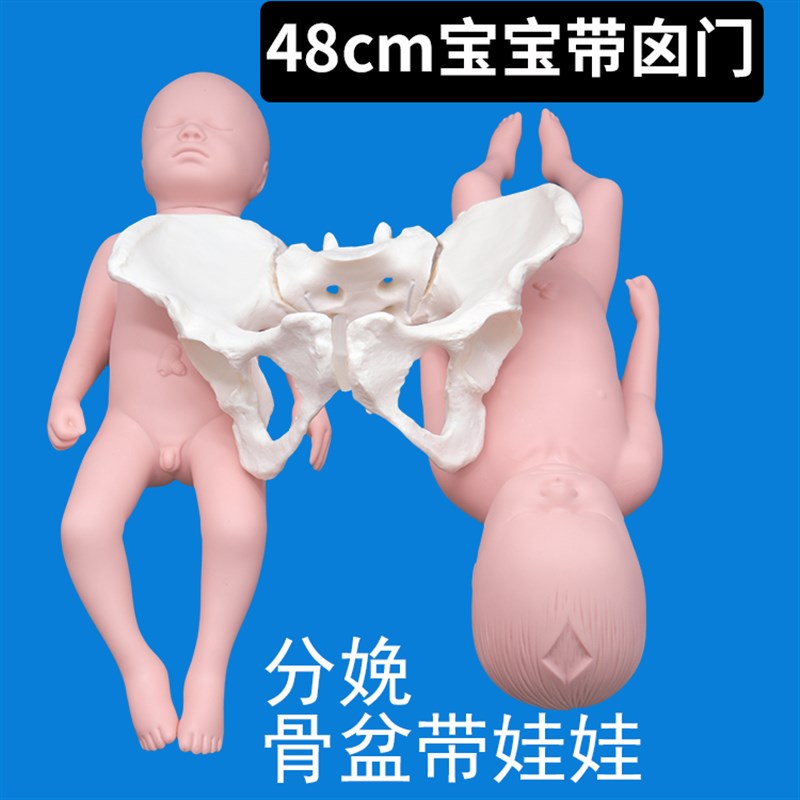 分娩示教骨盆模型含娃娃模型 动态骨盆耻骨联合骶髂关节可分离