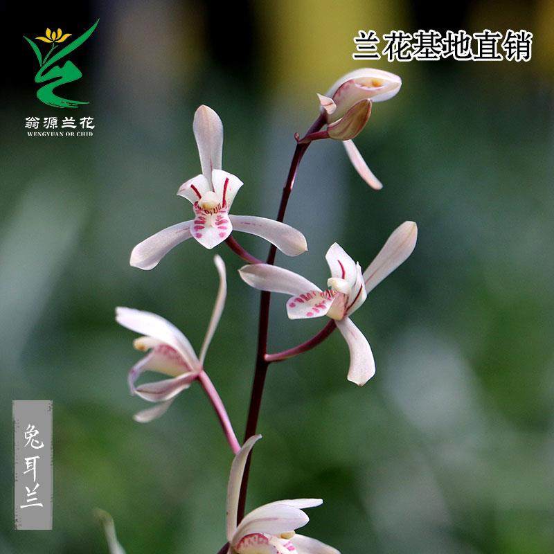 喜华里兰花苗磨砂兔耳兰小巧精致桌面兰可爱新手好养绿植花卉盆栽,鲜花速递/花卉仿真/绿植园艺,国兰/杂交兰/洋兰类,淘宝优惠券,粉丝福利购,淘宝优惠卷