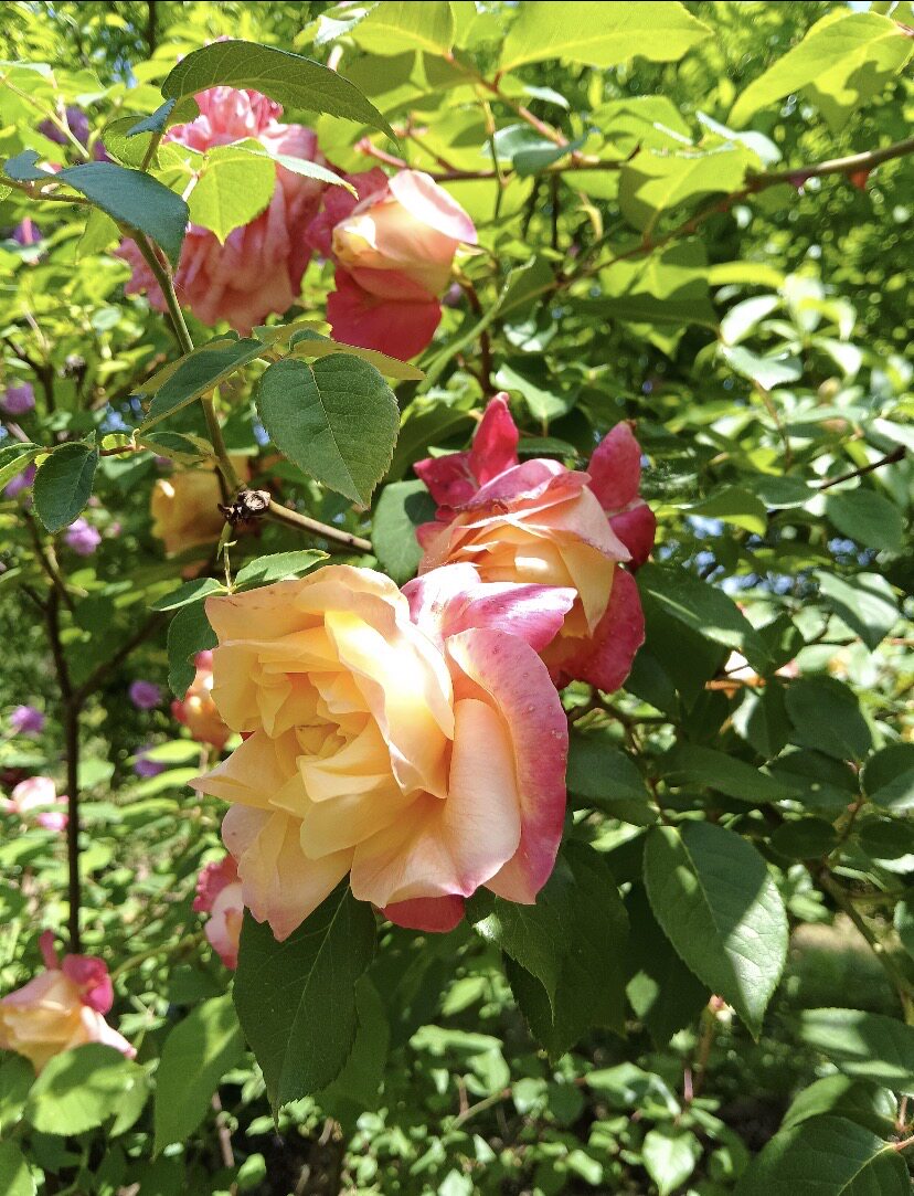 老品种茶月季玫瑰花环 灌木大花勤花根接苗包对版