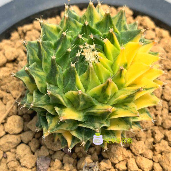 实生帝冠一物一拍仙人掌帝冠锦一物一拍帝冠仙人球多肉植物绿植盆